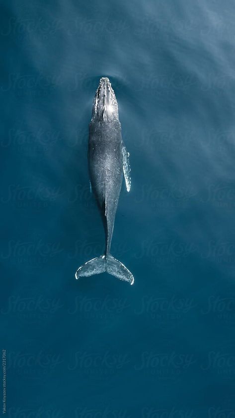 Swimming humpback whale in ocean by Yakov Knyazev - Stocksy United #humpback #environment #ocean #stock #stockphoto Whale In Ocean, Whale Photo, Whale Swimming, Whale Facts, Whale Pictures, Largest Whale, Whale Drawing, Whale Illustration, Whale Painting