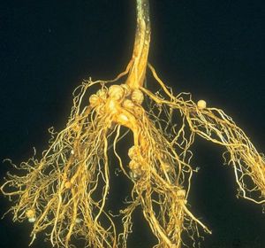 Rhizosphere: environment and mycorrhizal fungi - MicrobeWiki Mycorrhizal Fungi, Mineral Nutrition, Plant Physiology, Nitrogen Fixation, Soil Health, Plant Roots, Organic Matter, Garden Soil, The Roots