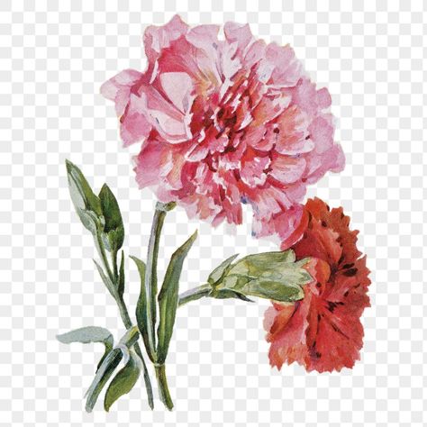 Pink Carnations, Carnation Flower, Open Door, Vintage Illustrations, Red Flower, Vintage Illustration, Watercolor Illustration, Red Flowers, The Originals