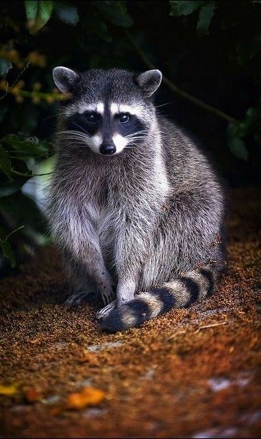 Raccoon Repellent, Raccoon Art, Pet Raccoon, Animals Crossing, Cute Raccoon, Nocturnal Animals, Trash Panda, Racoon, Amazing Animals