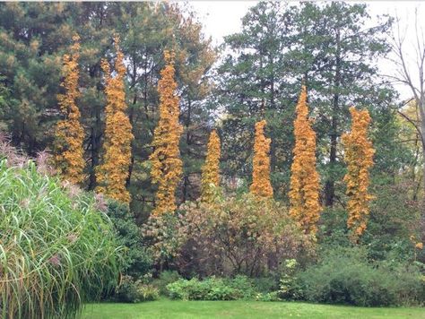 using columnar trees and shrubs, with ken druse Trees For Front Yard, Diy Landscape, Garden Bed Layout, Grow Garden, Small Yard Landscaping, Columnar Trees, Garden Tattoo, Ornamental Trees, Small Yard