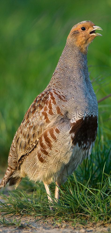 Perdiz pardilla - Grey Partridge - Rebhuhn - Perdrix grise Grey Partridge, Gamebirds, Bird Beaks, Quails, British Birds, World Birds, Western Asia, Guinea Fowl, Bird Hunting