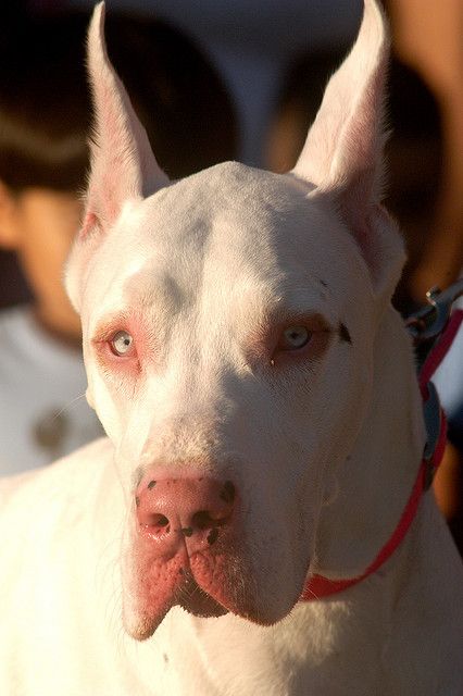 White Great Dane I want him now!!!! Great Dane Colors, White Great Dane, Great Dane Temperament, Great Dane Mastiff, Dane Puppies, Names Girl, Albino Animals, Great Dane Puppy, German Shepards