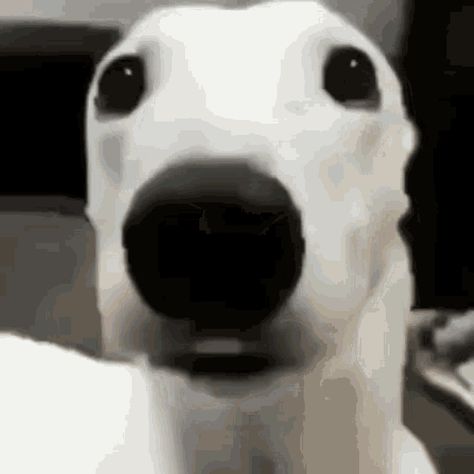 Shivering Dog, Shaking Dog, Shiver Me Timbers, Dog Shaking, White Dog, Animated Gif, Cool Gifs, Gif, Dogs