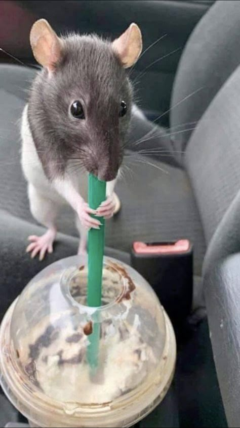 Rats And Mice, Funny Rats, Pet Rat, Cute Rats, Funny Animal Photos, A Rat, Pet Rats, Silly Animals, Animal Photos