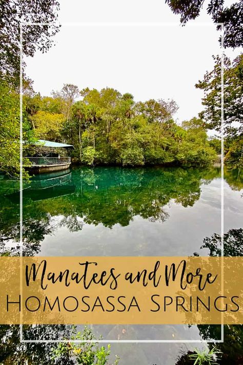 Homosassa Springs:: Florida State Park - Jacksonville Beach Moms Beach Mom, Florida Weather, Florida State Parks, Florida Springs, Springs Florida, Family Vacay, Travel Bucket List Usa, Jacksonville Beach, Visit Florida