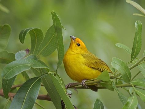 Saffron Finch Saffron Finch, Taxonomic Classification, Pet Bird Cage, Finches, Small Birds, Cute Creatures, Nice Things, Nature Beauty, Beautiful Birds