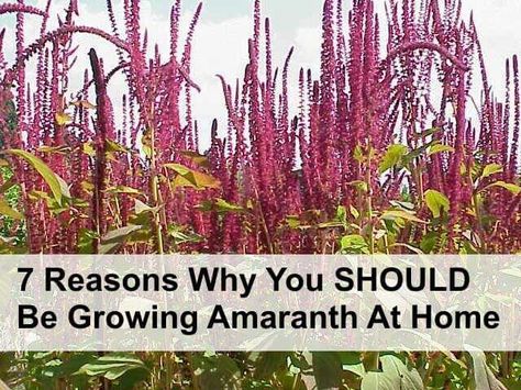 Amarynth Amaranth Grain, Eucalyptus Deglupta, Plant Bugs, Home Garden Plants, Edible Landscaping, Annual Flowers, Flower Spike, Perfect Plants, Amaranth