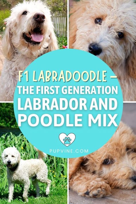 F1 Labradoodle – step into the world of Labradoodles and find out what traits and characteristics each generation of doodle has. English Cream Goldendoodle, Best Doodles, Cream Goldendoodle, F1 Labradoodle, F1b Labradoodle, English Goldendoodle, Low Shedding Dogs, Poodle Mix Breeds, F1b Goldendoodle