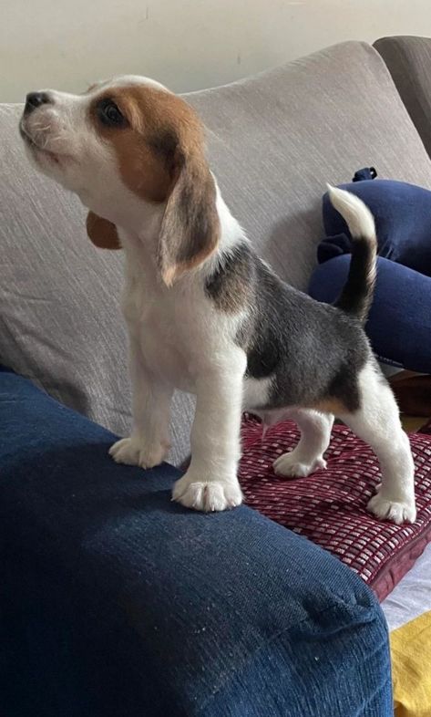 Beagle Puppy Wallpaper, Begal Puppies, Begal Dogs, Beagle Aesthetics, Beagles Puppy, Beagle Breeds, Baby Beagle, Pocket Beagle, Cute Fluffy Dogs