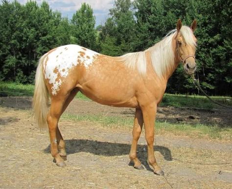 Striking Palomino Spotted Blanket Appaloosa Blanket Appaloosa, Horse Markings, Horse Coat Colors, Cute Horse Pictures, Palomino Horse, Rodeo Horses, Most Beautiful Horses, Appaloosa Horses, Beautiful Horse