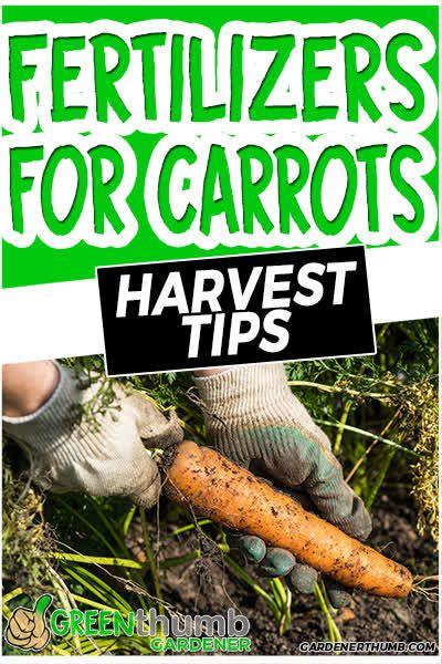 Fertilizer for carrots is a part that you don't want to skip. We give you all the details you need in order to provide carrots with the right fertilizer. Soil For Carrots, Carrot Planting, Jewel Tone Garden, Veggie Patch Ideas, Gardening Carrots, Garden Planting Guide, Carrots And Radishes, Plant Carrots, Garden Carrots