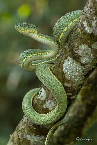 Ecuador 2016 | Seth Cohen | Flickr Snake Images, Snake Photos, Exotic Pet, Pit Viper, Beast Creature, Cute Snake, Nature And Wildlife, Pet Snake, Snake Art