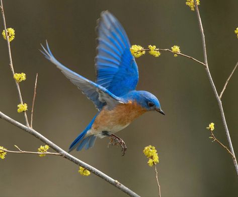 Sialia sialis: A small blue North American songbird / thrush. Found in open woodlands, farmlands, and orchards nesting in trees holes or nest boxes. Eli Milan, Eastern Bluebird Tattoo, Bluebird Flying, Enchanted Forest Mural, Revolution Tattoo, Bluebird Tattoo, Nest Boxes, Forest Mural, Eastern Bluebird