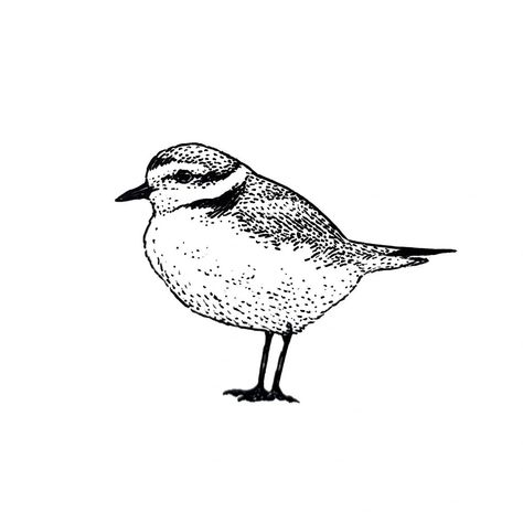 Plover Bird Drawing, Snowy Plover Bird, Piping Plover Tattoo, Golden Plover, Scientific Drawing, Easter Illustration, Whale Tattoos, Bird Drawing, Bird Beads