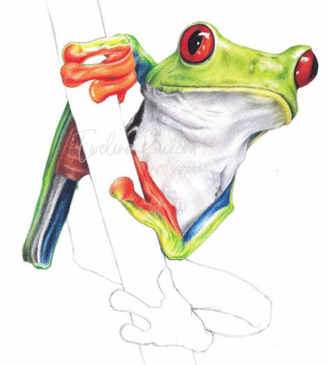 Artistic Blog - learn how to draw with colored pencils: How to draw a frog with colored pencils - a step by step tutorial Tree Frog Drawing Easy, Tree Frog Drawing, Draw With Colored Pencils, Tree Frog Art, Draw A Frog, Colored Pencil Drawing Tutorial, Fun Paintings, Leaf Print Art, Frog Sketch