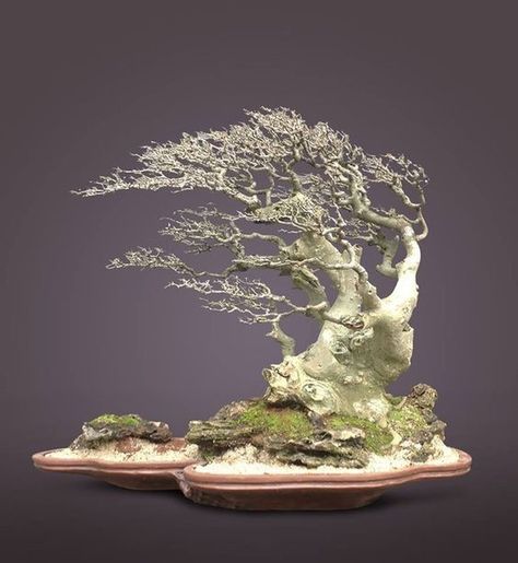 Windswept Bonsai, Ficus Bonsai, Beautiful Bonsai, Indoor Bonsai Tree, Plantas Bonsai, Bonsai Styles, Japanese Bonsai, Indoor Bonsai, Bonsai Art