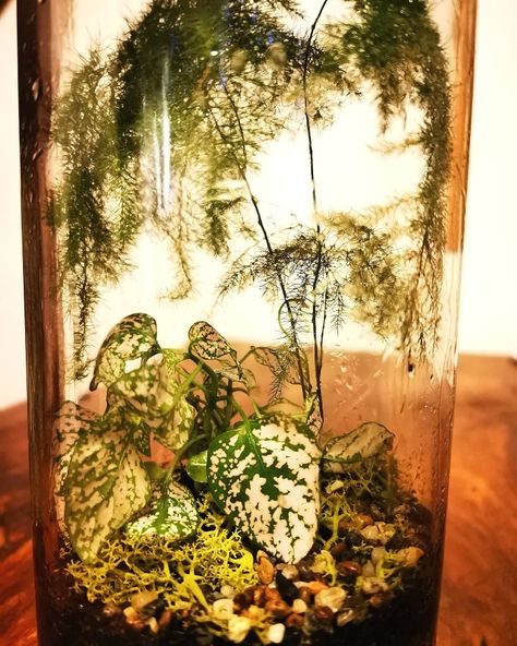 Using Norwegian reindeer moss, asparagus fern, and fittonia. Jar Terrarium, Reindeer Moss, Asparagus Fern, Asparagus, Terrarium, Fern, House Plants, Reindeer, Spaghetti