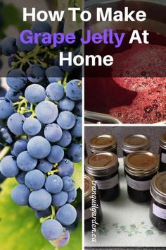 Make Grape Jelly, Grape Jelly Recipe, Homemade Grape Jelly, Concord Grape Jelly, How To Make Jelly, Grape Jam, Tranquil Garden, Urban Homestead, Jam Recipes Homemade