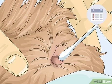 3 Ways to Groom a Maltipoo - wikiHow How To Groom A Maltipoo At Home, Multipoo Hairstyles, Maltipoo Full Grown, Maltipoo Haircuts, Matted Hair, Grooming Style, Dog Toothbrush, Detangler Spray, Dog Brushing