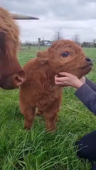 Highland Cow Baby, Saltwater Crocodile, Baby Highland Cow, Animal Antics, New Puppy, Highland Cow, Funny Animal Videos, Animal Photography