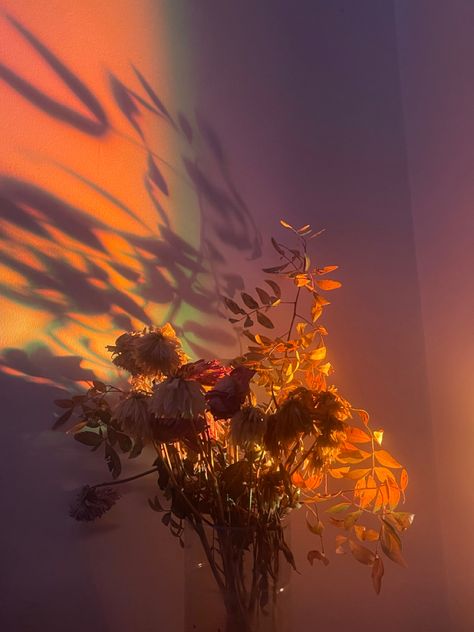 Two Flowers Aesthetic, Flower Asthetics Drawings, Wilting Flowers Aesthetic, Burning Flowers Aesthetic, Wilted Flowers Aesthetic, Flower Aesthetic Orange, Aesthetic Flowers Dark, Orange Aesthetic Pictures, Flower Aesthetic Pictures