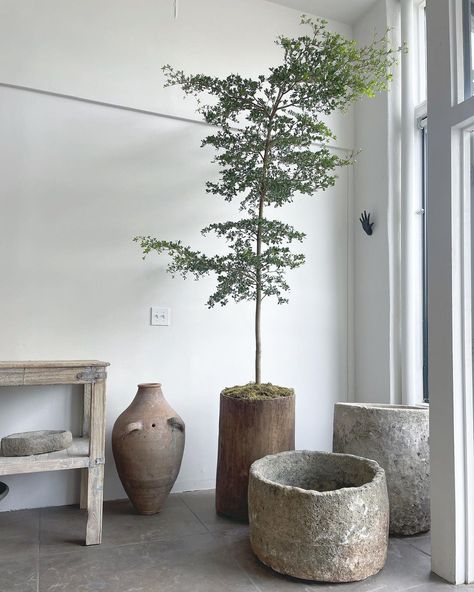 Wabi Sabi Plants, Plant Garden Ideas, Indoor Plant Garden, Sitting Room Ideas Cozy, Wood Bin, Antique Planter, Indoor Tree, Corner Plant, Wood Planter