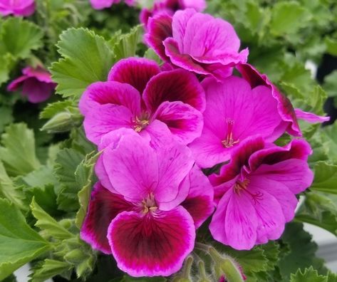 How to Grow Martha Washington Geraniums - Gardening With Sharon How To Grow Geraniums, Martha Washington Geranium, Growing Geraniums, Geranium Care, Geraniums Garden, Slow Flower, Martha Washington, Orange Is The New, Kids On The Block