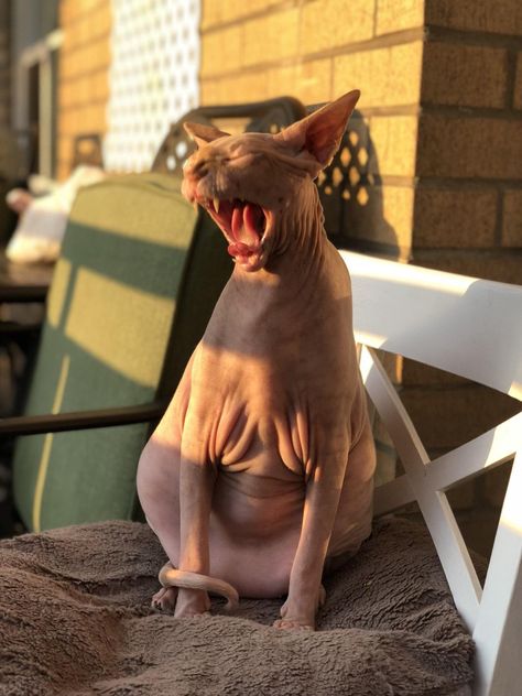 Sphynx Kitty Dream Puppy, Sphynx Cats, Sphynx Cat, Sphynx, Crazy Cat, Crazy Cat Lady, Animals Friends, Crazy Cats, Cat Lady