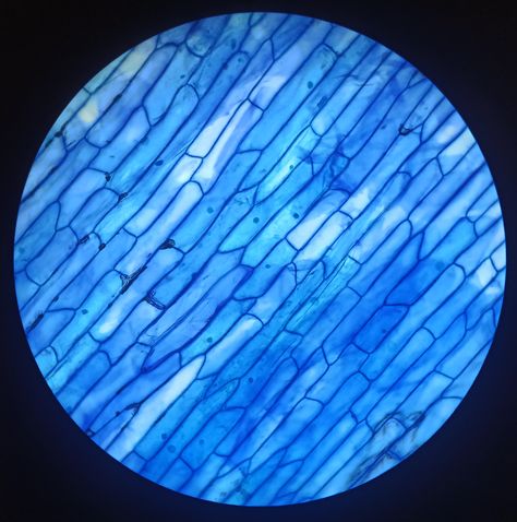 Crystal Under Microscope, Cells Through Microscope, Viruses Under Microscope, Plants Under Microscope, Plant Cell Under Microscope, Onion Cell Under Microscope, Cells Under Microscope Art, Microscopy Aesthetic, Under The Microscope Textiles