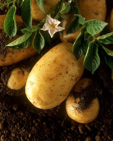 Flowering potato plant with potatoes – License Images – 187627 ❘ StockFood Potato Picture, Potato Plant, White Potatoes, Pureed Food Recipes, Food Images, High Quality Food, Veggie Garden, Potato, Royalty