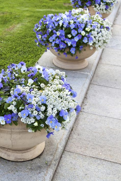 Potted Plant Flower Bed, Front Container Garden, Potted Plant Garden Ideas, Sweet Allysum Plants, Potted Flower Arrangements, Allysum In Pots, Spring Potted Plants, Alyssum Flowers In Pots, Alyssum Flowers Landscaping