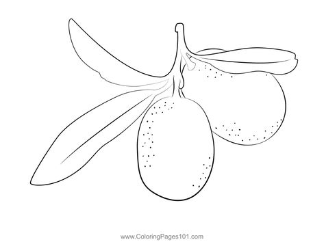 Kumquat Up Coloring Page Kumquat Tattoo, Kumquat Drawing, Guava Coloring Page, Oranges Coloring Page, Summer Fruit Coloring Pages, Cumquat Trees, Free Kids, Printable Coloring, Printable Coloring Pages