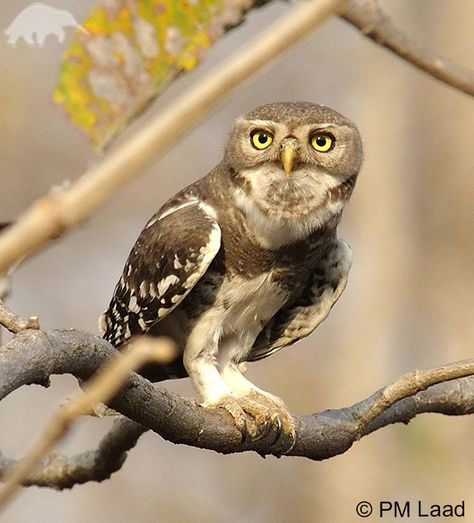 Forest Owlet, Heteroglaux blewitti. The critically endangered Forest Owlet has an extremely small and fragmented population in central India. Forest Owlet India, Creature Reference, Prey Animals, Red Meaning, Birds Of Prey, Small Birds, Embroidery Ideas, Bird Species, Amphibians