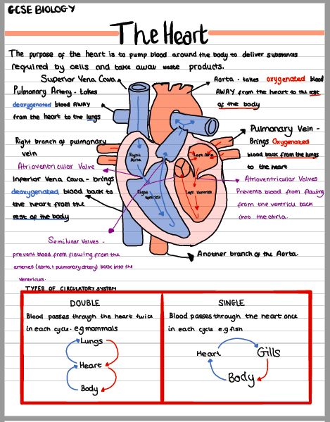 The Heart Anatomy Notes, Heart Class 10, Revision Notes Flashcards, Heart Diagram Aesthetic Notes, Human Body Systems Notes Aesthetic, Science Body Systems, Human Heart Notes Class 10, The Heart Biology Notes, Heart Notes Anatomy