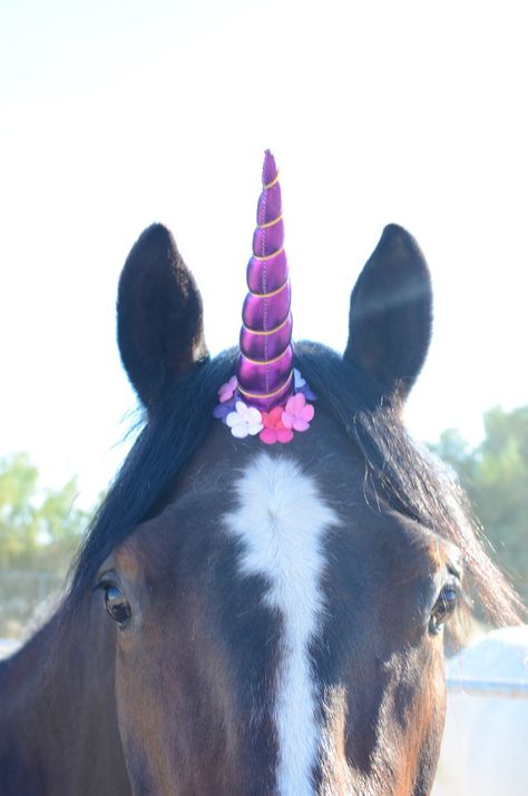 Bring out the magic in your horse! Unicorn horns and more accessories available. Costume For Horse, Unicorn Photoshoot, Unicorn Braid, Unicorn Horn For Horse, Costume Unicorn, Unicorn Horns, Real Unicorn, Horse Costumes, Unicorn Birthday Party