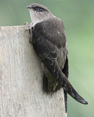 Chimney Swift, Swift Bird, List Of Birds, Hollow Tree, Bird Identification, Common Birds, Bird Book, Kinds Of Birds, Backyard Birds