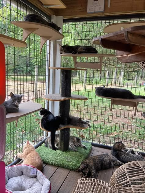 Cat Shelter Ideas, Cathouse Outdoor, Cat Cage Ideas, Cat Room Outdoor, Cat Sanctuary Ideas, Cat Houses Outdoor, Catio Ideas Cat, Cat Hideout, Cattery Ideas