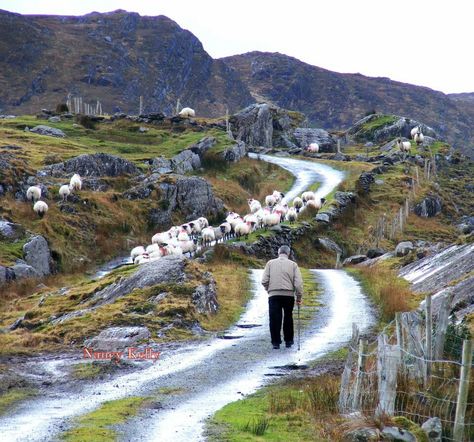 West Cork sheep, Ireland. Ireland Sheep, Sheep Ireland, Ireland Sheep Aesthetic, County Cavan Ireland, Rural Ireland, County Antrim Northern Ireland, Images Of Ireland, Cork Ireland, West Cork