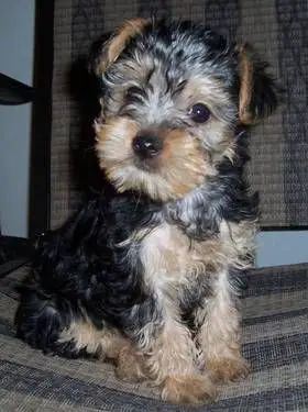 30 Yorkies Mixed With Poodle - The Paws Bowie Hair, Yorkiepoo Puppy, Yorkie Poo Puppies, Terrier Poodle Mix, Terrier Mix Breeds, Yorkie Poodle, Yorkshire Terrier Teacup, Yorkie Mix, Central New York