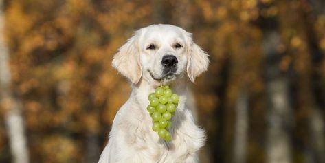 There's a Reason You Shouldn't Feed Your Dog Grapes, and It's Very Scary Can Dogs Eat Grapes, Toxic To Dogs, Food Dog, Dog Nutrition, Human Food, Very Scary, Can Dogs Eat, American Kennel Club, Dog Eating