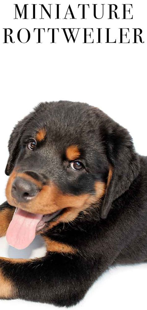 Miniature Rottweiler - The Smallest Guard Dog? - The Happy Puppy Site Mini Rottweiler, Miniature Rottweiler, Rottweiler Breeders, Entlebucher Mountain Dog, Rottweiler Breed, Rottweiler Mix, The Offspring, Guard Dog, Rottweiler Puppies