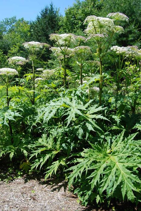 Hogweed Plant, Giant Hogweed, Dangerous Plants, Wild Parsnip, Cow Parsnip, Poison Oak, Severe Burns, Poisonous Plants, Invasive Plants