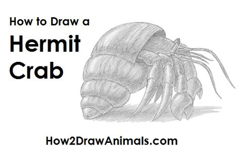 Draw a Hermit Crab How To Draw A Hermit Crab, Hermit Crab Drawing, Crab Drawing, Animal Tutorial, Drawing Instructions, Animal Drawing, Hermit Crab, Learn How To Draw, Drawing Tutorials