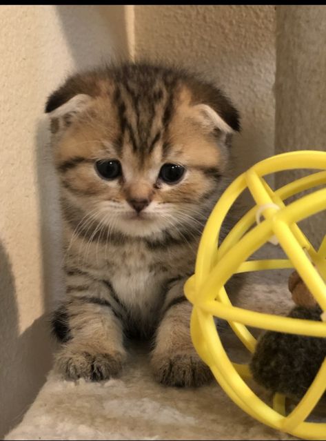 Brown Scottish Fold Kitten, Scottish Fold Cat Kittens, Pet Claims, Cats Scottish Fold, British Fold, Cat Types, Scottish Cat, Scottish Fold Cats, Scottish Fold Kitten