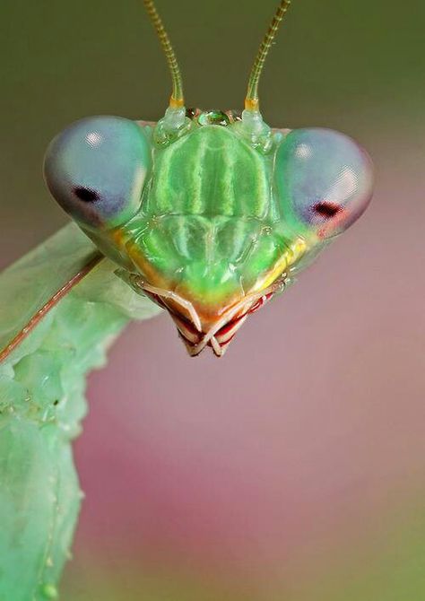 Praying mantis Interesting Bugs, Mini Beasts, Beautiful Insects, Real Animals, Cool Insects, Cool Bugs, A Bug's Life, Praying Mantis, Beautiful Bugs