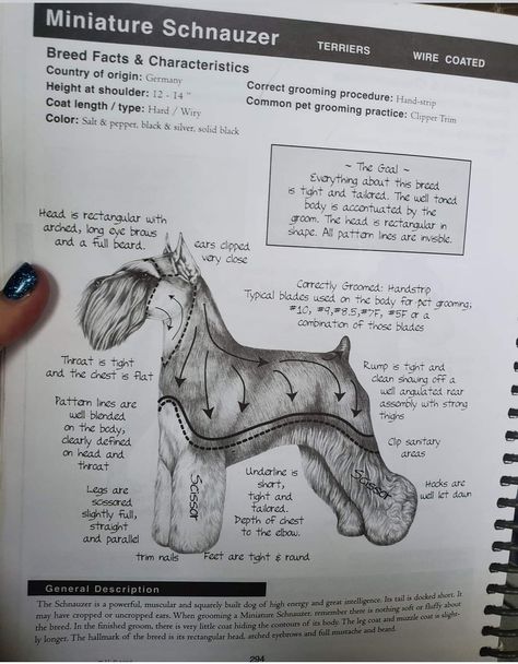 Standard Schnauzer Grooming, Schnauzer Face Grooming, Schnauzer Breed, Yorkie Haircuts, Schnauzer Grooming, Dog Grooming Styles, Dog Grooming Scissors, Dog Grooming Shop, Dog Grooming Salons