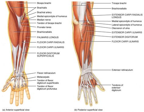 Forearm Muscle Anatomy, Elbow Anatomy, Forearm Anatomy, Wrist Anatomy, Upper Limb Anatomy, Muscle Diagram, Arm Anatomy, Anatomy Organs, Biceps Brachii