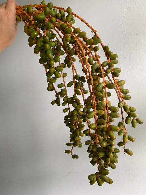 Vibrant green date palm berries on an orange stem. Flower Dictionary, Flower Catalog, Colorado Destination Wedding, Single Flowers, Flower Types, Vintage Seed Packets, Flower Varieties, Long Stem Flowers, Flower Identification