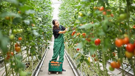 Coping with seasonal changes - Greenhouse Management Greenhouse Tomatoes, Irrigation Methods, Moving Plants, Determinate Tomatoes, Diy Step By Step, Greenhouse Growing, Plant Science, Growing Tomatoes, Fruit Plants